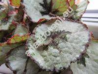 Begonia 'Escargot' (Begonia x rex)