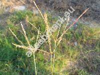 Cynodon dactylon (L.) Pers. (Fibichia, Capriola, Agrostis)