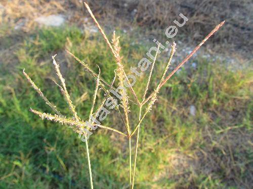 Cynodon dactylon (L.) Pers. (Fibichia, Capriola, Agrostis)