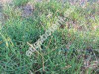 Cynodon dactylon (L.) Pers. (Fibichia, Capriola, Agrostis)