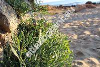 Crithmum maritimum L.