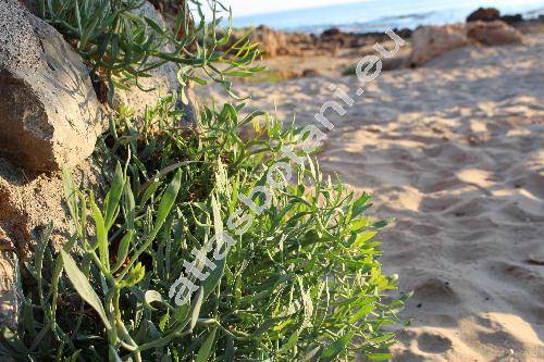 Crithmum maritimum L.