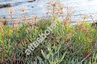 Crithmum maritimum L.