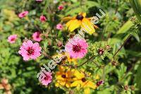 Potentilla thurberi 'Monarch's Velvet'