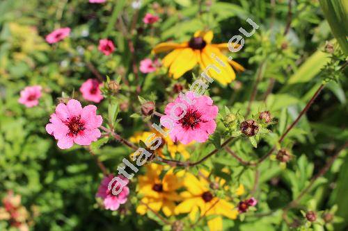 Potentilla thurberi 'Monarch's Velvet'