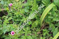 Potentilla thurberi 'Monarch's Velvet'