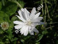 Cichorium intybus var. foliosum Hegi (Cichorium intybus var. sativum (Bisch.) Janch.)