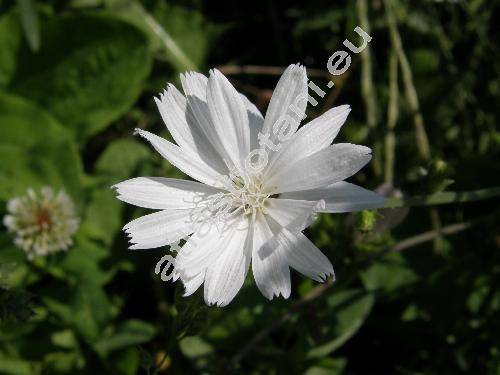 Cichorium intybus var. foliosum Hegi (Cichorium intybus var. sativum (Bisch.) Janch.)