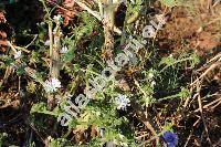 Cichorium intybus var. foliosum Hegi (Cichorium intybus var. sativum (Bisch.) Janch.)