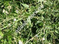 Cichorium intybus var. foliosum Hegi (Cichorium intybus var. sativum (Bisch.) Janch.)