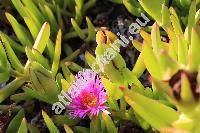 Carpobrotus acinaciformis (Carpobrotus acinaciformis (L.) Bol., Mesembryanthemum acinaciforme L.)