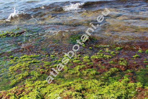 Ulva lactuca L. (Lactuca, Ulva lattissima L.)