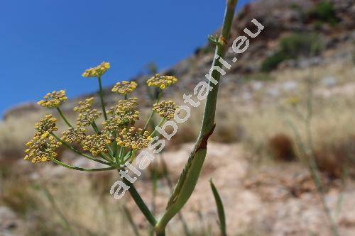 Foeniculum vulgare subsp. piperitum (Ucria) Cout. (Anethum, Meum)