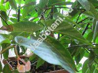 Begonia coccinea Hook. (Begonia rubra Irmsch., Pritzelia)