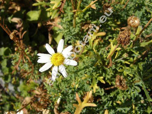 Argyranthemum 'Annie' (Chrysanthemum frutescens L., Pyrethrum frutescens (L.) Gaert., Matricaria frutescens (L.) Desr. in Lam.)