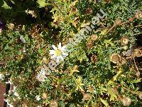 Argyranthemum 'Annie' (Chrysanthemum frutescens L., Pyrethrum frutescens (L.) Gaert., Matricaria frutescens (L.) Desr. in Lam.)