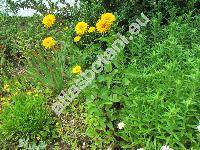 Helianthus decapetalus 'Loddon Gold'