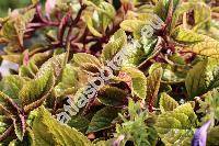 Plectranthus purpuratus Harv.