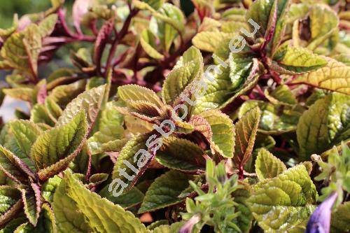 Plectranthus purpuratus Harv.