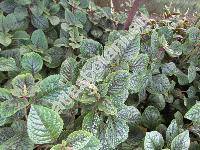 Plectranthus purpuratus Harv.