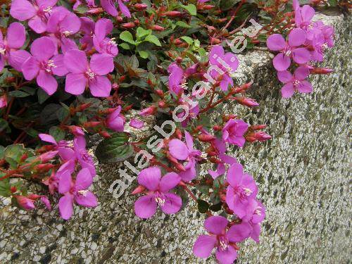 Oenothera kunthiana 'Glowing Magenta' (Oenothera kunthiana (Spach) Munz)