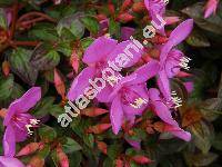 Oenothera kunthiana 'Glowing Magenta' (Oenothera kunthiana (Spach) Munz)