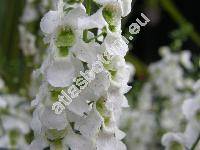 Angelonia salicariifolia Humb. et Bonpl.