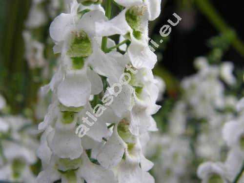 Angelonia salicariifolia Humb. et Bonpl.