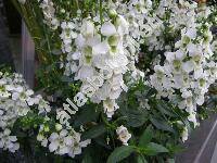 Angelonia salicariifolia Humb. et Bonpl.