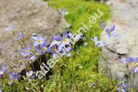 Houstonia caerulea L. (Houstonia caerulea L. 'Millard's Variety')