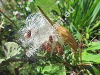 Asclepias incarnata 'Cinderella'