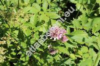 Astrantia major 'Star Of Beauty'