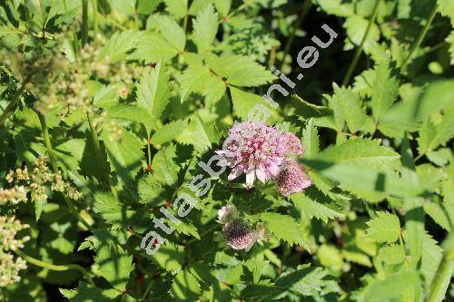 Astrantia major 'Star Of Beauty'