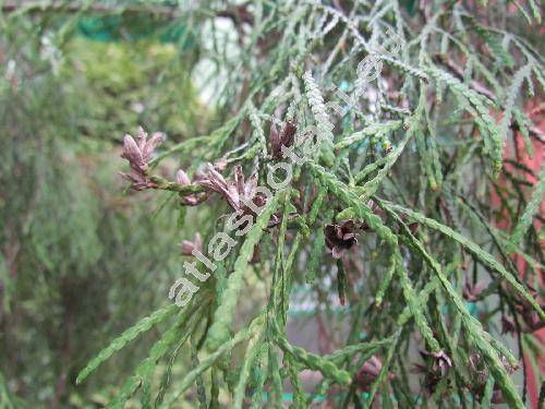 Thuja occidentalis 'Filifornis'