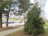 Thuja occidentalis 'Filifornis'