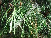 Thuja occidentalis 'Filifornis'