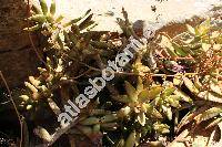 Sedum nussbaumerianum Bitt. (Sedum adolphi Ham.)
