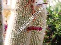 Cleistocactus strausii (Hesse) Back. (Cleistocactus strausii var. jujuyensis Back., Borzicactus strausii, Cereus strausii (Hesse) Vau., Pilocereus strausii Hesse)