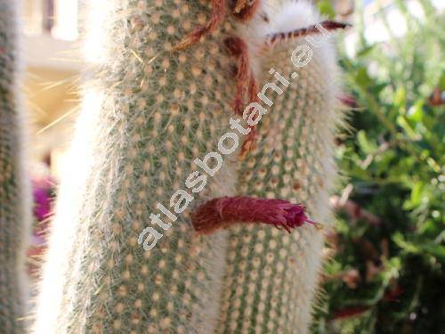 Cleistocactus strausii (Hesse) Back. (Cleistocactus strausii var. jujuyensis Back., Borzicactus strausii, Cereus strausii (Hesse) Vau., Pilocereus strausii Hesse)