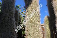 Cleistocactus strausii (Hesse) Back. (Cleistocactus strausii var. jujuyensis Back., Borzicactus strausii, Cereus strausii (Hesse) Vau., Pilocereus strausii Hesse)