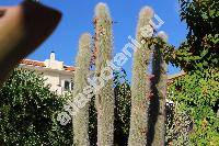 Cleistocactus strausii (Hesse) Back. (Cleistocactus strausii var. jujuyensis Back., Borzicactus strausii, Cereus strausii (Hesse) Vau., Pilocereus strausii Hesse)