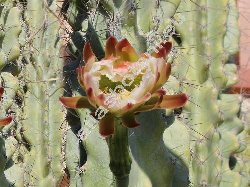 Cereus peruvianus 'Monstrosus' (Cereus peruvianus var. monstrosus Cand., Cereus peruvianus f. monstrosus Cand.)