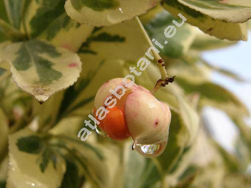 Euonymus japonicus 'Silver King'