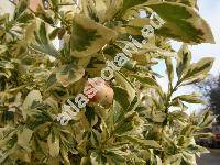 Euonymus japonicus 'Silver King'