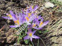 Crocus heuffelianus Herb. (Crocus banaticus Heuff. nom. illeg.)