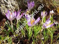 Crocus heuffelianus Herb. (Crocus banaticus Heuff. nom. illeg.)