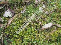 Rhytidiadelphus triquetrus Hedw. (Hylocomium tripuerum)