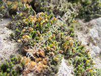 Orthotrichum diaphanum Schrad. ex Brid. (Orthotrichum garettii Grout et Flow, Bryum, Brachytrichum)