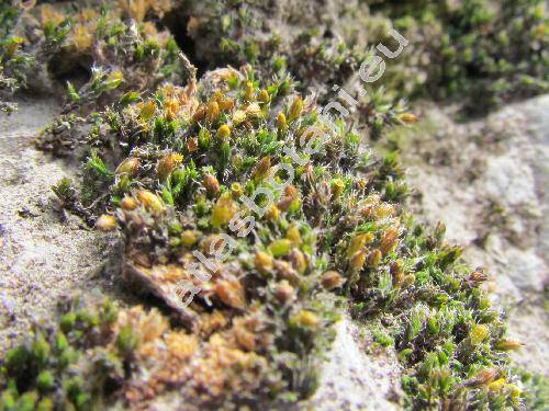 Orthotrichum diaphanum Schrad. ex Brid. (Orthotrichum garettii Grout et Flow, Bryum, Brachytrichum)