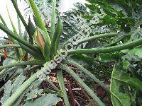 Philodendron selloum Koch.